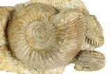 Ammonite (Stephanoceras & Leioceras) Fossil Cluster - France #244481-2